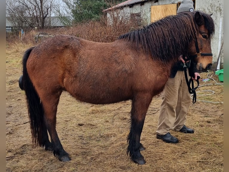 Pony Islandese Giumenta 19 Anni 139 cm Baio in Hvide Sande