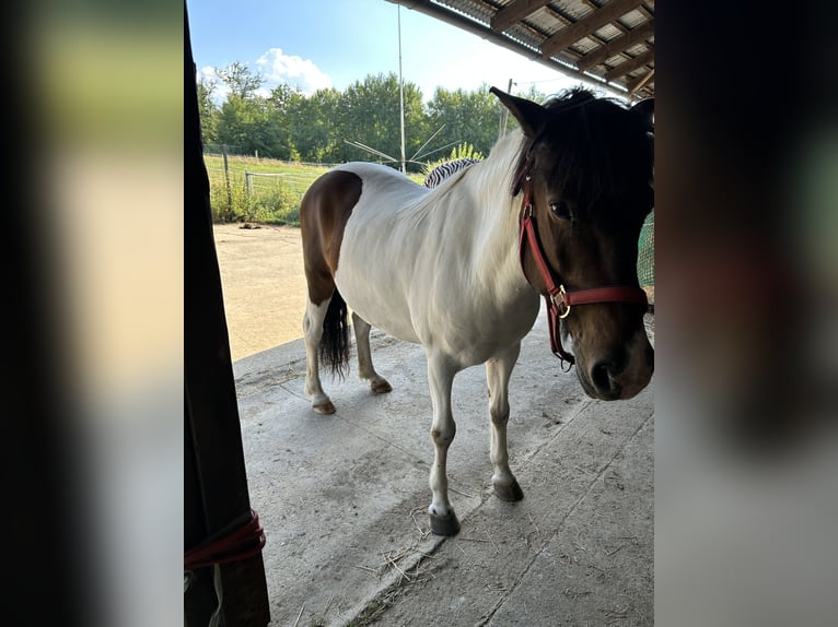 Pony Islandese Giumenta 19 Anni 139 cm Pezzato in WeyerbuschMehren