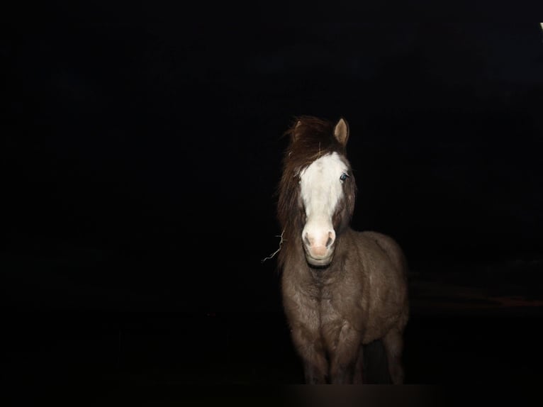 Pony Islandese Giumenta 19 Anni 142 cm Falbo baio in De Rijp