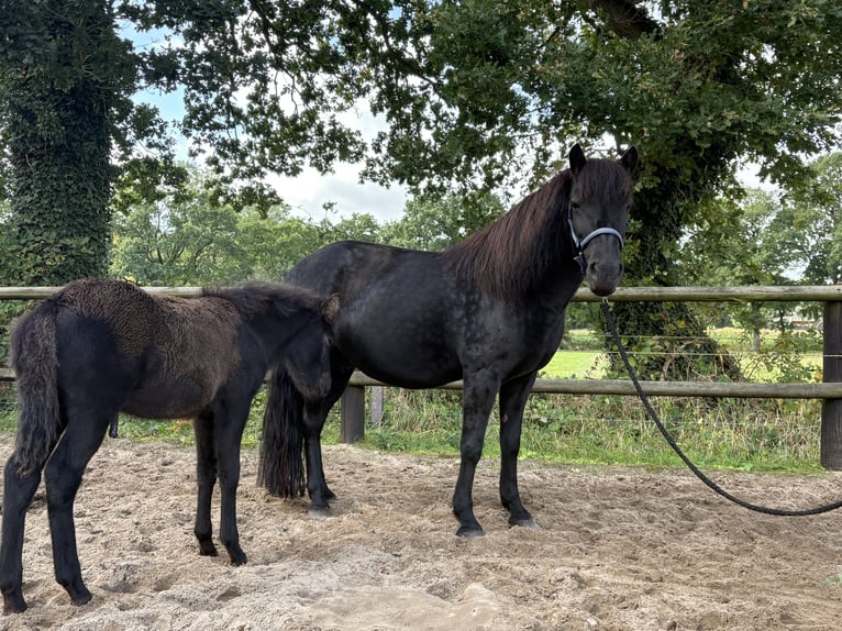 Pony Islandese Giumenta 19 Anni 143 cm Morello in Wingst Pony Islandese Giumenta 19 Anni 143 cm Morello in Wingst