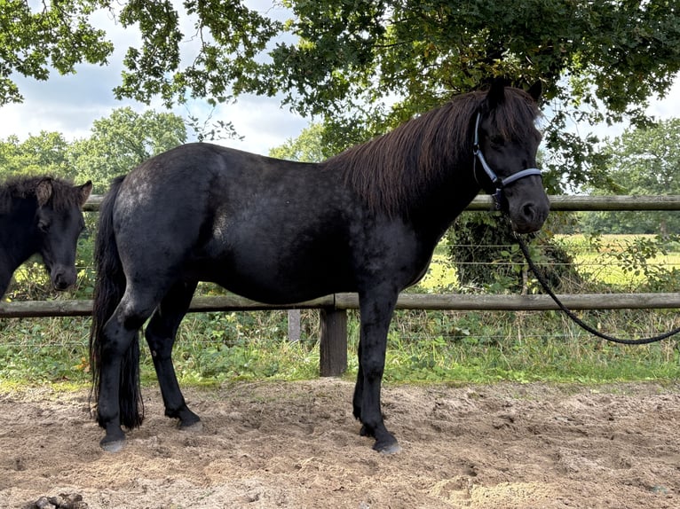 Pony Islandese Giumenta 19 Anni 143 cm Morello in Wingst Pony Islandese Giumenta 19 Anni 143 cm Morello in Wingst