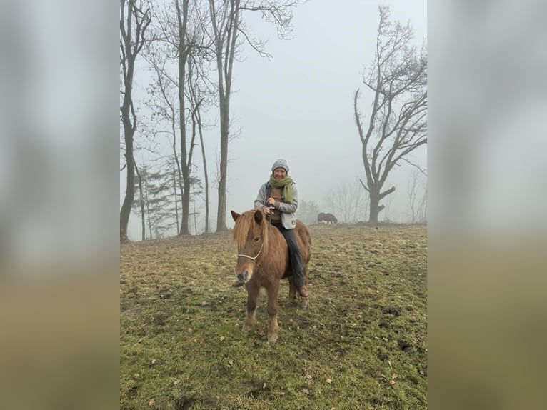 Pony Islandese Giumenta 19 Anni Sauro in Schlehdorf