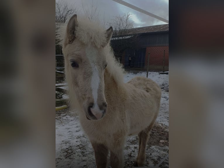 Pony Islandese Giumenta 1 Anno 100 cm Bianco in Bottrop