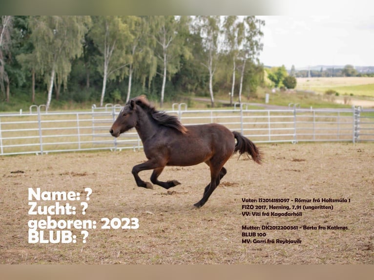 Pony Islandese Giumenta 1 Anno 132 cm in Offenheim