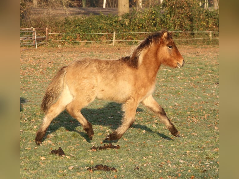 Pony Islandese Giumenta 1 Anno 138 cm Baio roano in Südlohn