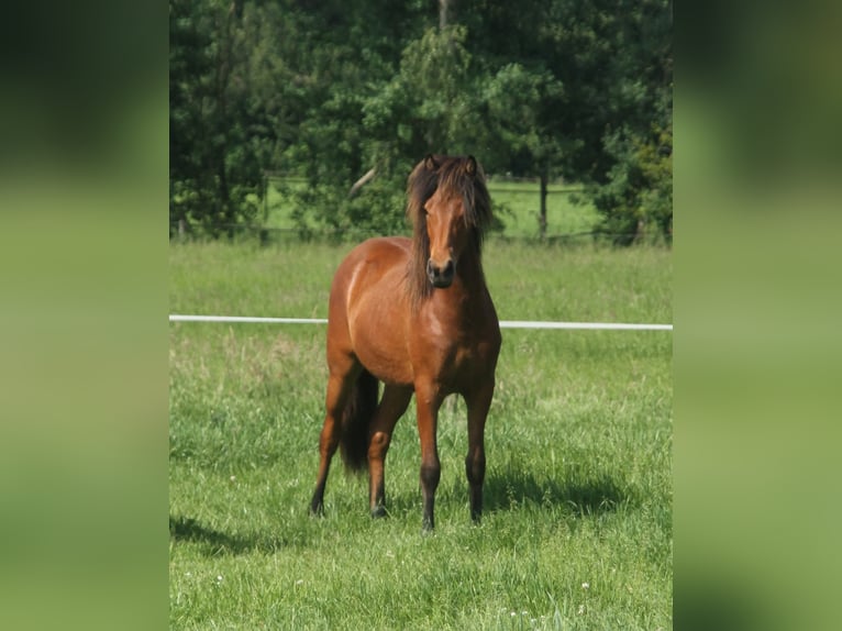Pony Islandese Giumenta 1 Anno 140 cm Baio in Winterswijk Kotten