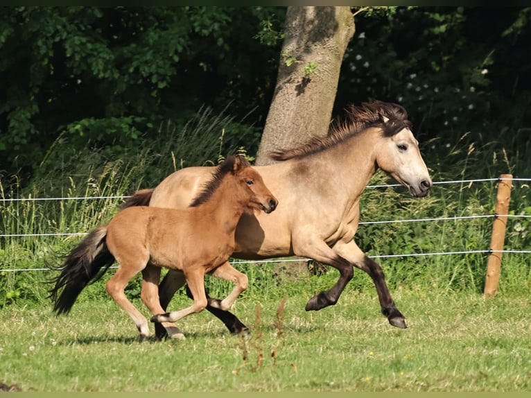 Pony Islandese Giumenta 1 Anno 140 cm Baio in Winterswijk Kotten