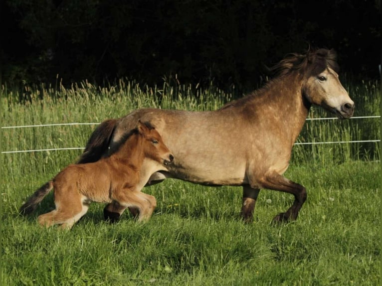 Pony Islandese Giumenta 1 Anno 140 cm Baio in Winterswijk Kotten