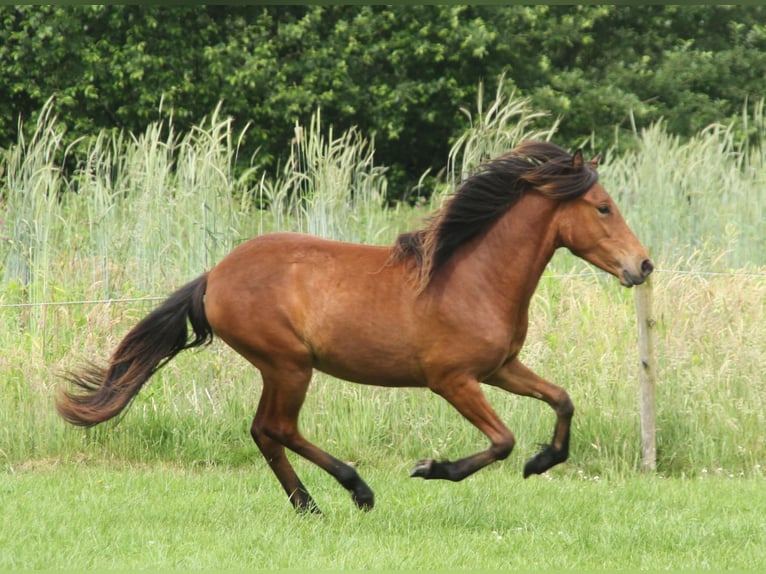 Pony Islandese Giumenta 1 Anno 140 cm Baio in Winterswijk Kotten