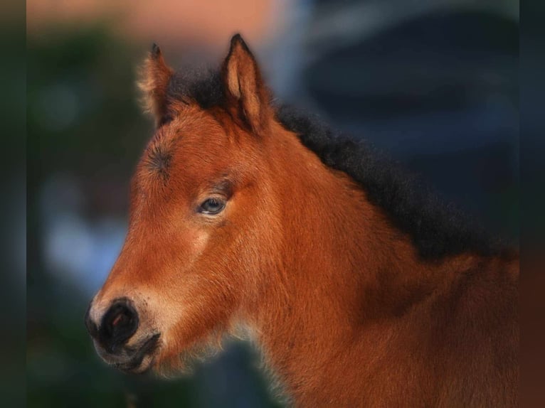 Pony Islandese Giumenta 1 Anno 140 cm Baio in Winterswijk Kotten