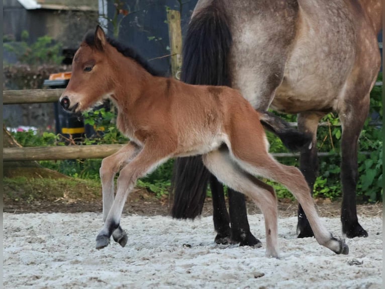 Pony Islandese Giumenta 1 Anno 140 cm Baio in Winterswijk Kotten