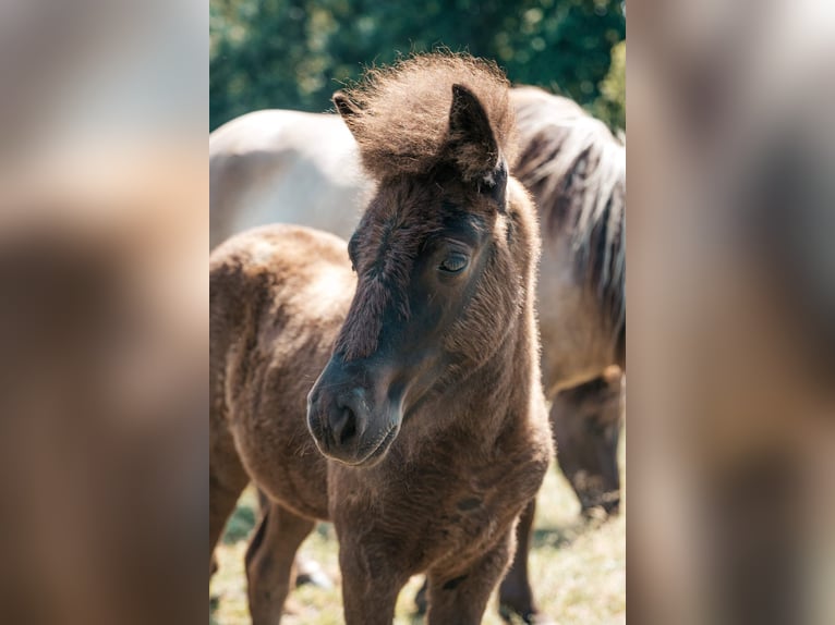 Pony Islandese Giumenta 1 Anno 140 cm Morello in Lehmrade