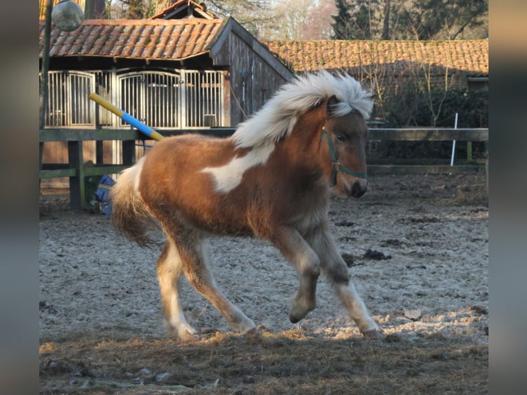 Pony Islandese Giumenta 1 Anno 140 cm Pezzato in Südlohn