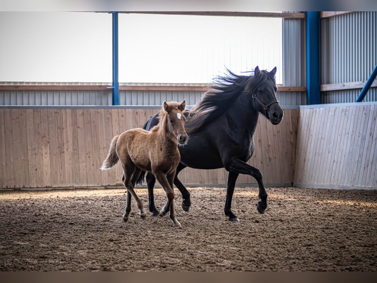 Pony Islandese Giumenta 1 Anno 140 cm Sauro in Hohenfelde