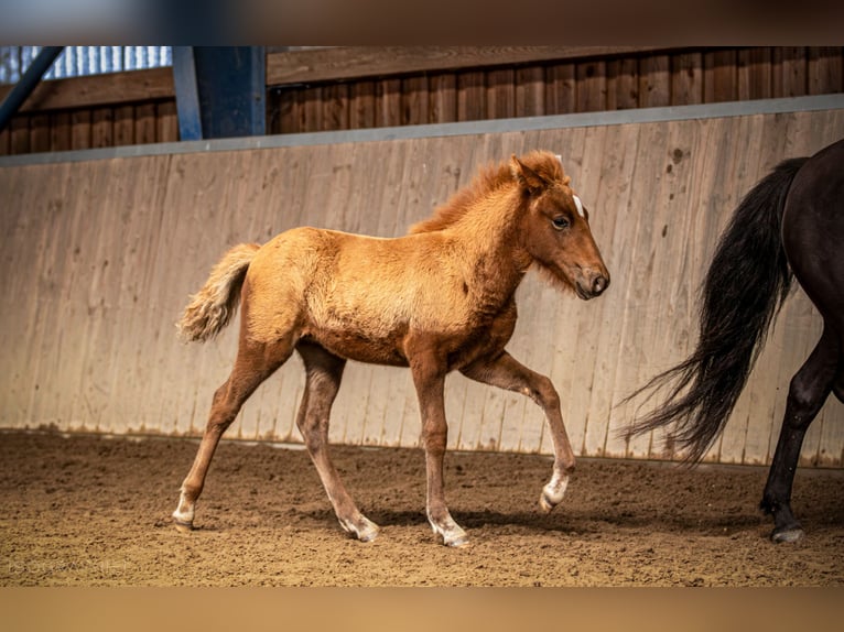 Pony Islandese Giumenta 1 Anno 140 cm Sauro in Hohenfelde