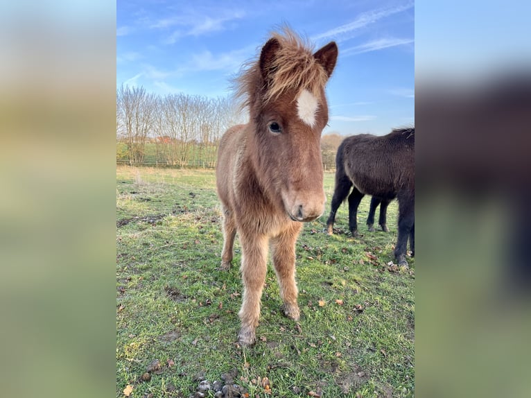 Pony Islandese Giumenta 1 Anno 140 cm Sauro in Hohenfelde