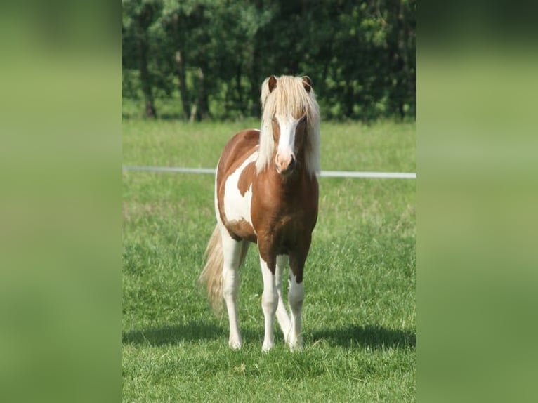 Pony Islandese Giumenta 1 Anno 140 cm Tobiano-tutti i colori in Winterswijk Kotten