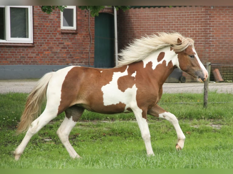 Pony Islandese Giumenta 1 Anno 140 cm Tobiano-tutti i colori in Winterswijk Kotten