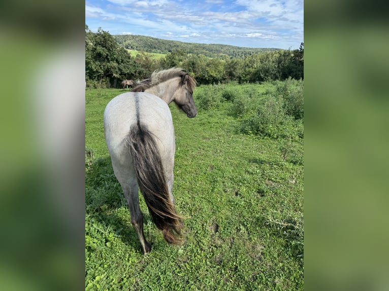 Pony Islandese Giumenta 1 Anno 141 cm Baio roano in Nieheim