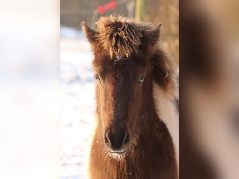 Pony Islandese Giumenta 1 Anno 142 cm in Schmelz