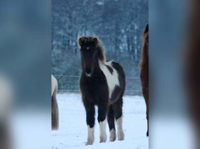 Pony Islandese Giumenta 1 Anno 142 cm in Schmelz