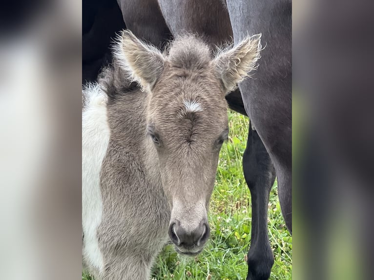 Pony Islandese Giumenta 1 Anno 142 cm in Schmelz