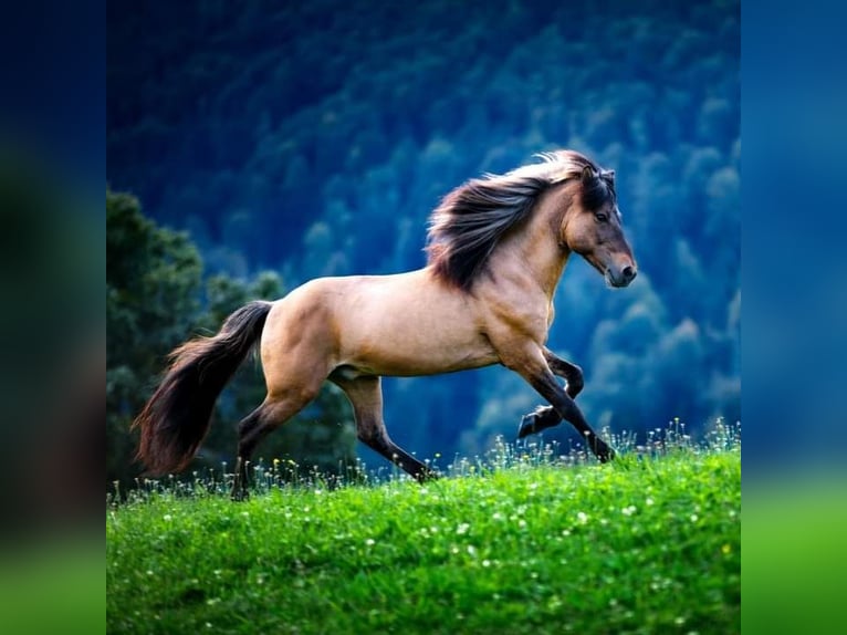 Pony Islandese Giumenta 1 Anno 145 cm Baio in Kreublach