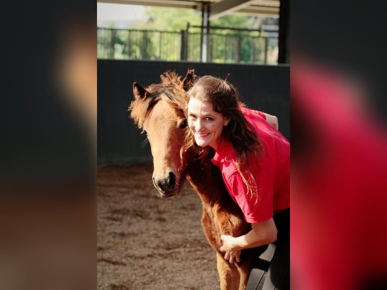 Pony Islandese Giumenta 1 Anno 145 cm Baio in Seedorf