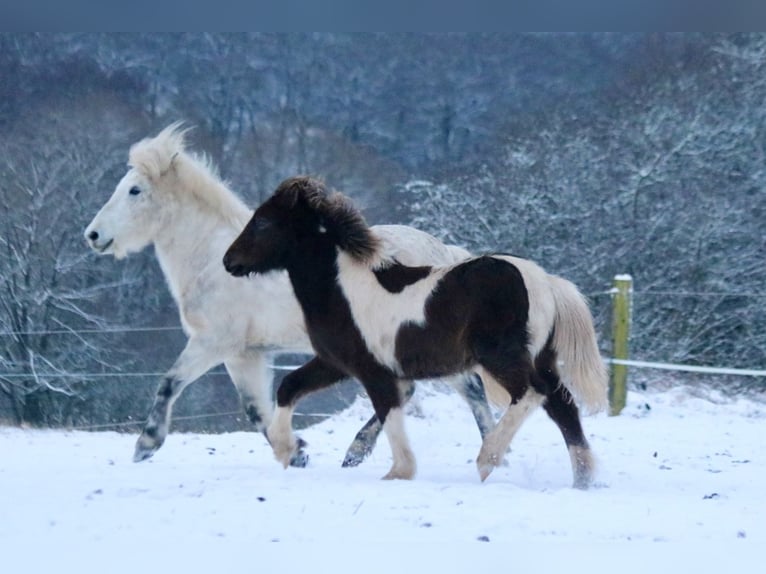 Pony Islandese Giumenta 1 Anno 145 cm  in Schmelz