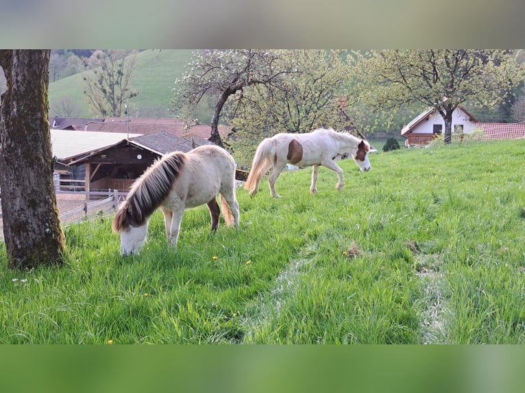 Pony Islandese Giumenta 1 Anno 145 cm Pezzato in Oberzent