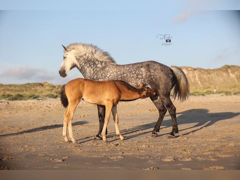 Pony Islandese Mix Giumenta 1 Anno 155 cm Champagne in Tuitjenhorn