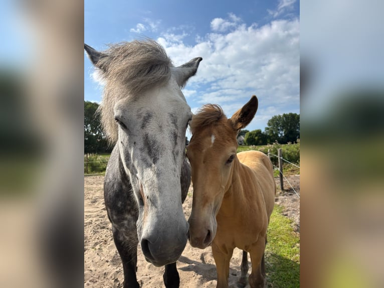 Pony Islandese Mix Giumenta 1 Anno 155 cm Champagne in Tuitjenhorn
