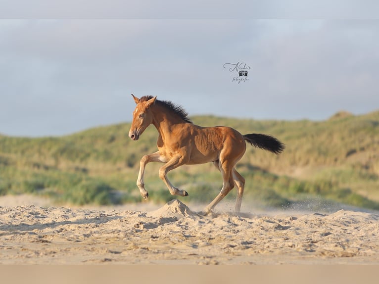 Pony Islandese Mix Giumenta 1 Anno 155 cm Champagne in Tuitjenhorn