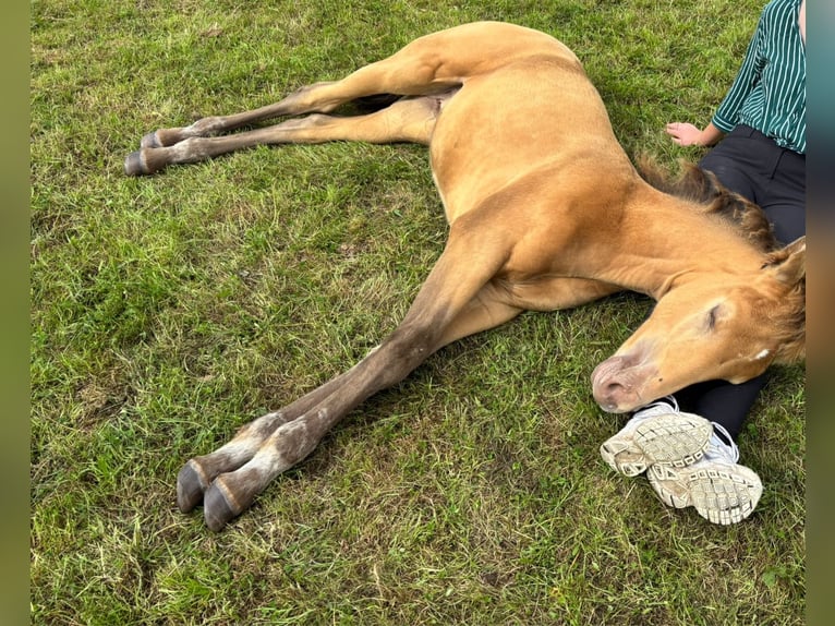 Pony Islandese Mix Giumenta 1 Anno 155 cm Champagne in Tuitjenhorn
