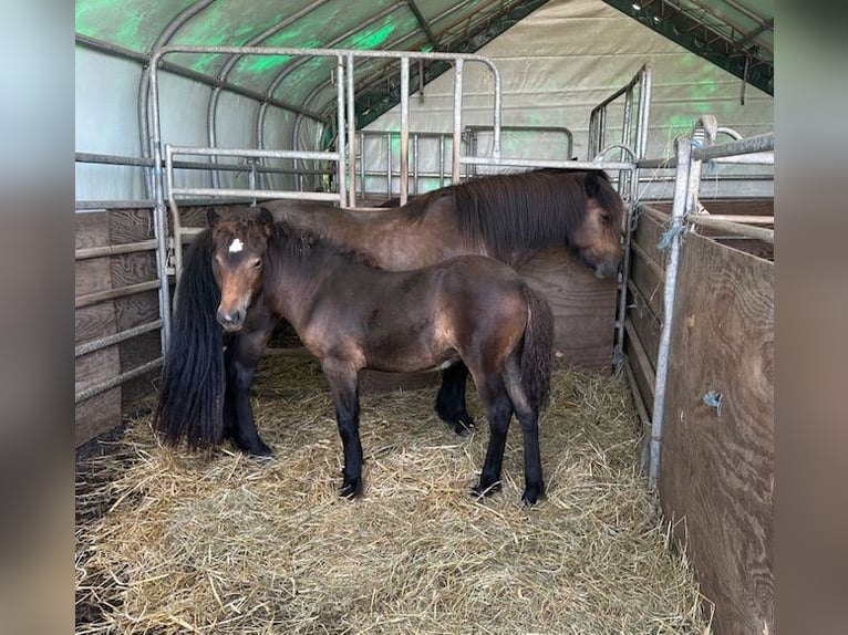 Pony Islandese Giumenta 1 Anno Baio in Wadern