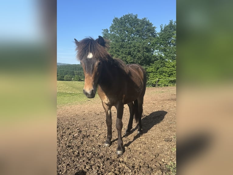 Pony Islandese Giumenta 1 Anno Baio in Wadern