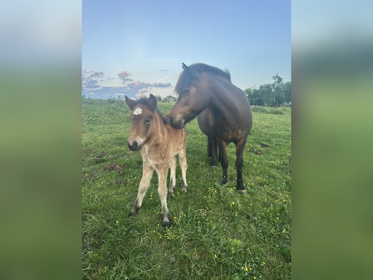 Pony Islandese Giumenta 1 Anno Baio in Wadern