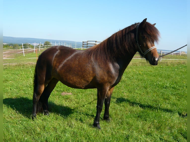 Pony Islandese Giumenta 1 Anno Baio in Wadern
