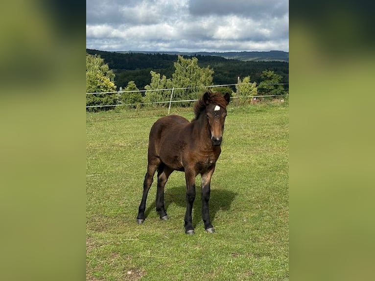 Pony Islandese Giumenta 1 Anno Baio in Wadern