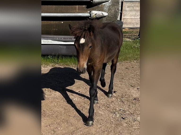 Pony Islandese Giumenta 1 Anno Baio in Wadern