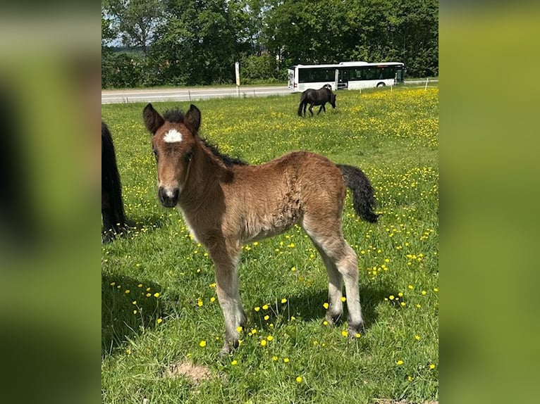 Pony Islandese Giumenta 1 Anno Baio in Wadern