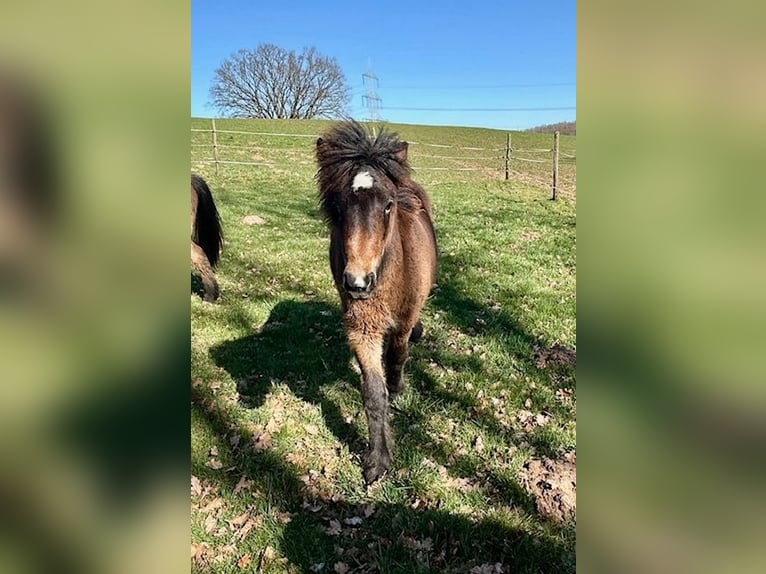 Pony Islandese Giumenta 1 Anno Baio in Wadern
