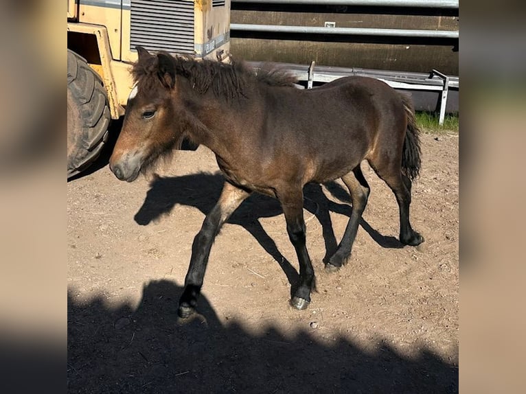 Pony Islandese Giumenta 1 Anno Baio in Wadern