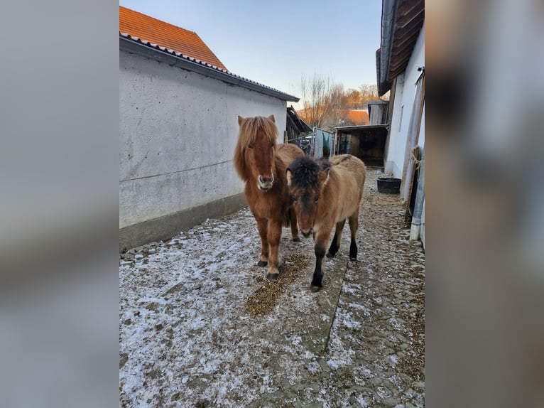 Pony Islandese Giumenta 1 Anno  in Markt Wald