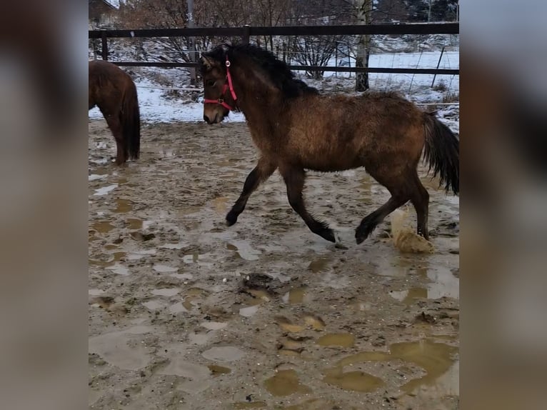 Pony Islandese Giumenta 1 Anno  in Weißpriach im Lungau