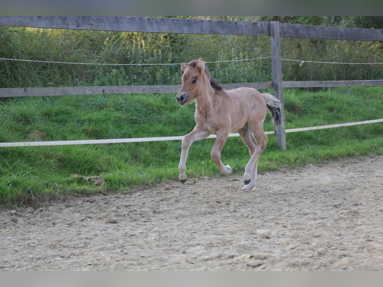 Pony Islandese Giumenta 1 Anno in Schwabmünchen