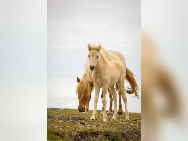 Pony Islandese Giumenta 1 Anno Palomino in Hvolsvöllur