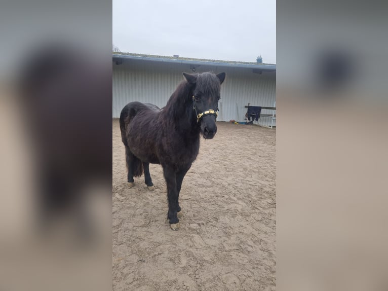 Pony Islandese Giumenta 20 Anni 135 cm Morello in Rosenberg