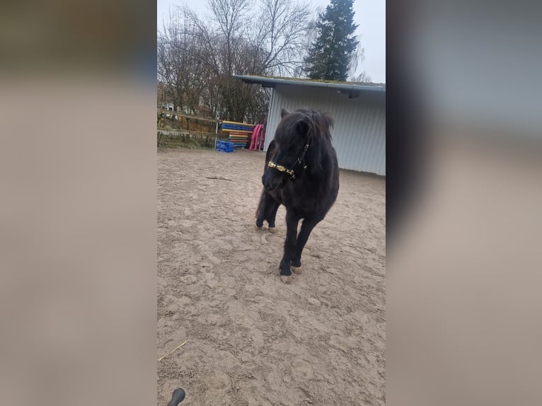 Pony Islandese Giumenta 20 Anni 135 cm Morello in Rosenberg