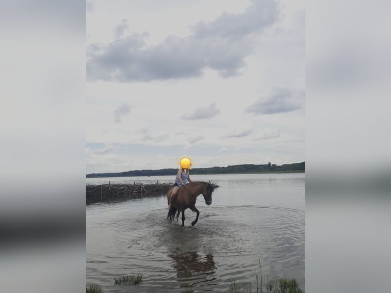 Pony Islandese Giumenta 20 Anni 140 cm Falbo in Beelitz